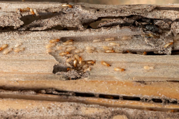 Best Pest Control Near Me  in West Melbourne, FL